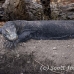 dragon_komodo_lbrs_rinca_h_0135_kom1809.jpg